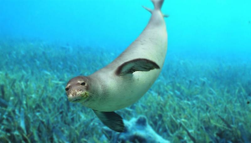 La foca monaca, timida per l'uomo ma ama vivere in gruppo La foca monaca, timida per l'uomo ma ama vivere in gruppo